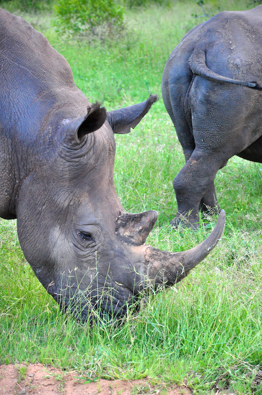 Melanie Heinrich - travel images - Lion Sands Private game reserver Hazyview